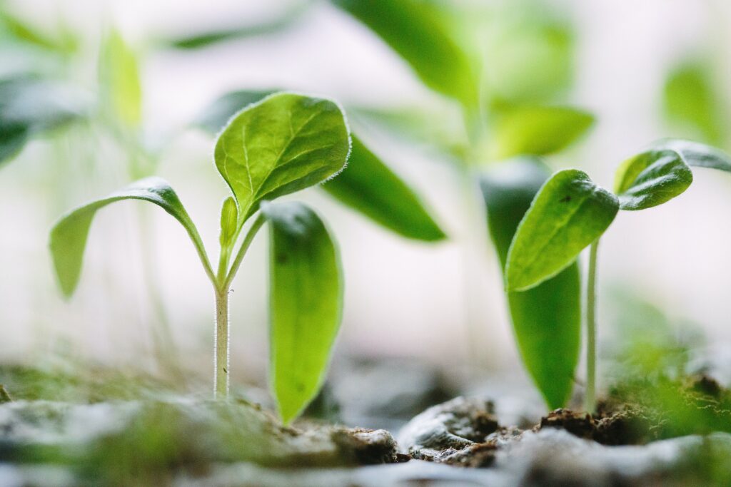 planta creciendo representando ejemplo del concepto de karma